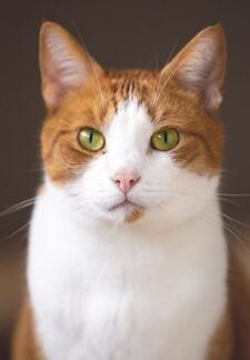 Orange and white cat on brown background