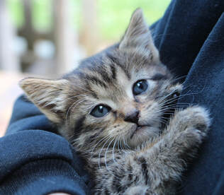 Young gray tabby kitten cuddled in the arm of a person wearing a dark blue shirt
