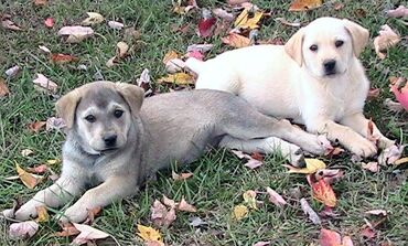 A gray puppy and a white puppy lie outdoors on grass, surrounded by fallen leaves