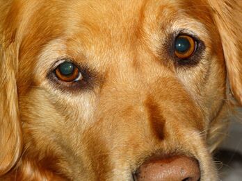 Close-up photo of the healthy eyes of a brown dog.