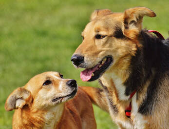 A brown dog and a black and brown dog are standing together outdoors with their faces close together.