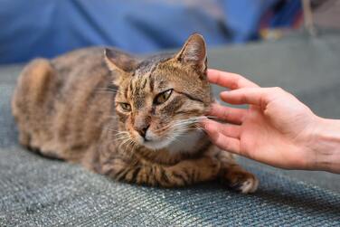 A hand is stroking the side of the face of a brown tabby cat lying on a gray textile surface.