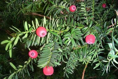 Close-up image of a yew branch with green needle-like leaves and red berries.