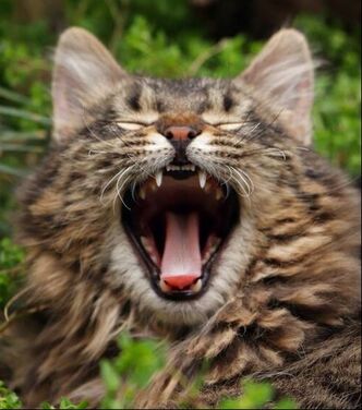 A long-haired brown tabby cat facing the camera is yawning with a wide-open mouth and closed eyes.