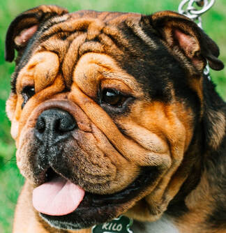 Photo shows a brown and black English bulldog with a very wrinkly face.