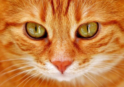 Close-up photo of the face of a very orange cat with green eyes looking into the camera.