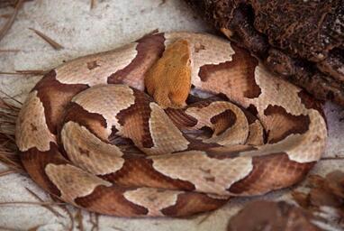 A copperhead snake is coiled at rest outdoors.