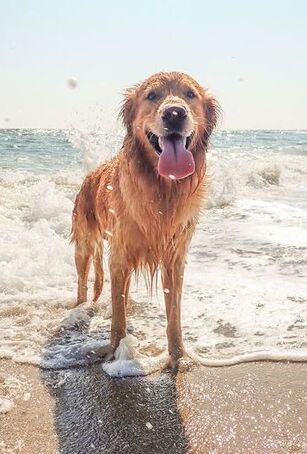 A wet golden retriever is standing at the edge of the ocean in bright sunshine looking at the camera.