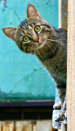 A gray tabby cat with green eyes is leaning out of a window and looking toward the camera.