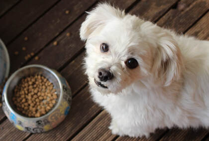 A small white dog is standing in front of a bowl of dry dog food on a wooden deck and looking up at the camera. Some dog food kibbles are scattered on the deck around the bowl. 