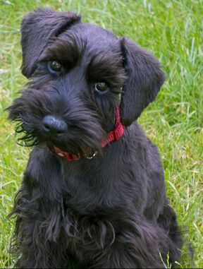 A black miniature schnauzer wearing a red collar is sitting outdoors on the grass looking toward the camera.