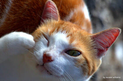 An orange and white cat has one eye closed and one eye open. The cat is touching its paw to its face next to the closed eye.