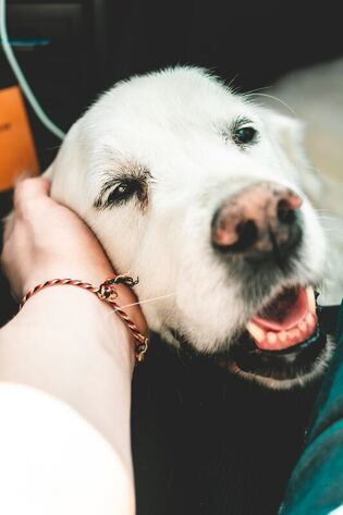 A white dog is looking slightly to the right of the camera. A hand is stroking the side of the dog’s face.