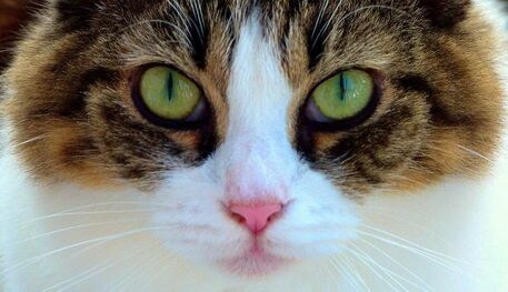 Photo is a close-up image of the face of a brown tabby and white cat that is looking at the camera.