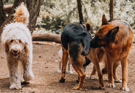 A group of dogs is in a wooded area outdoors. One of the dogs is sniffing under another dog’s tail.