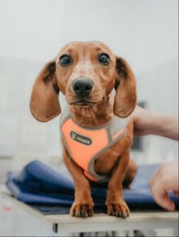 A brown dachshund wearing an orange harness is standing on an exam room table looking toward the camera.