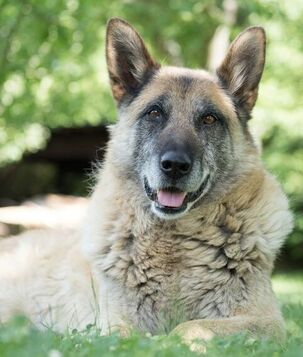 A senior brown and gray German shepherd is lying on grass outdoors and looking toward the camera.