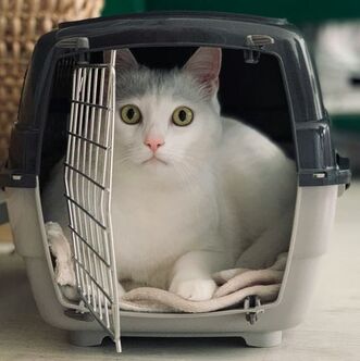 A white and gray cat is sitting on a blanket inside a cat carrier.