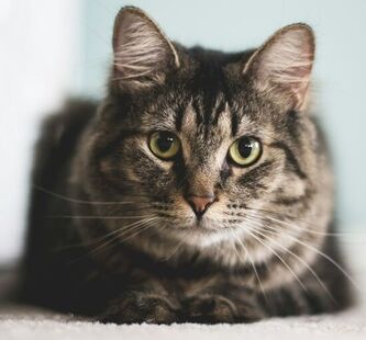 A gray tabby cat is lying on white carpet and looking toward the camera.