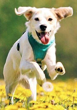 A white and tan dog wearing a green harness is running through a field of dandelions.