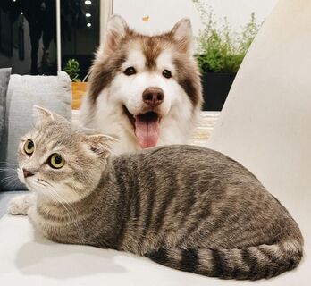Gray tabby cat sitting in front of white and gray dog on a white sofa