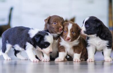 Four puppies together